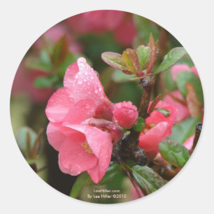 Lente roze bloeiende kweepel ronde sticker