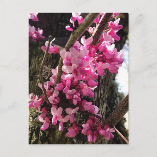 Lente Roze Bloemen Briefkaart (Voorkant)