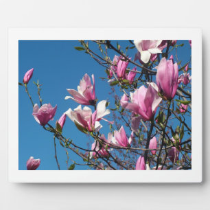 lente roze magnolia bloemen in blauwe lucht fotoplaat