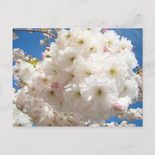 Lente Roze Witte Boom Bloesem Kaarten