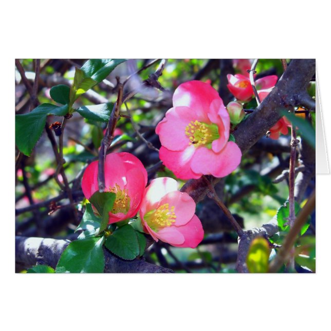 Lente Sierappel in Bloei Kaart (Voorkant Horizontaal)