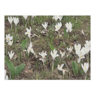 Lente Sneeuwklokjes Bloeien in Zachte Pastel Editi Perfect Poster