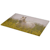 lente snijplank (Hoek)