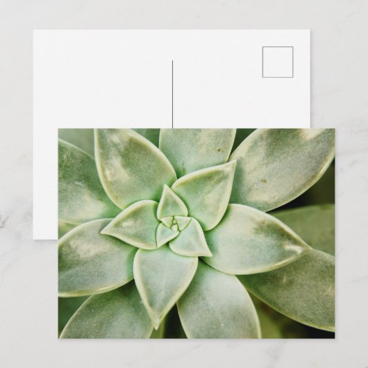 Lente Succulent Briefkaart (Voorkant / Achterkant)