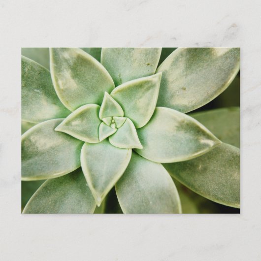 Lente Succulent Briefkaart (Voorkant)