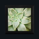Lente Succulent Cadeaudoosje<br><div class="desc">"Spring Succulent I" van Jason Johnson. Met een sonde van een succulent.</div>