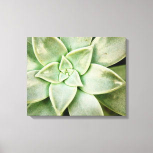Lente Succulent Canvas Afdruk