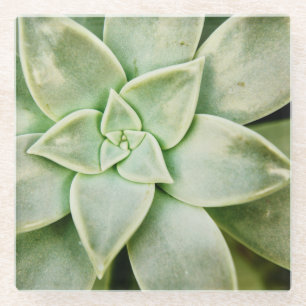 Lente Succulent Glazen Onderzetter