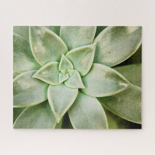 Lente Succulent Legpuzzel