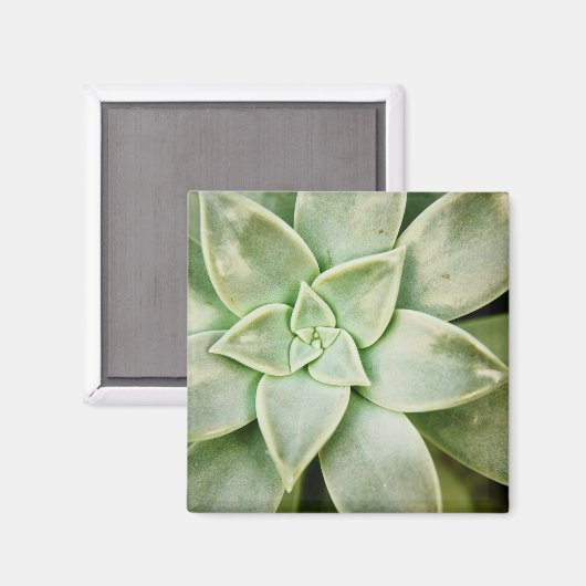 Lente Succulent Magneet (Voorkant / Achterkant)