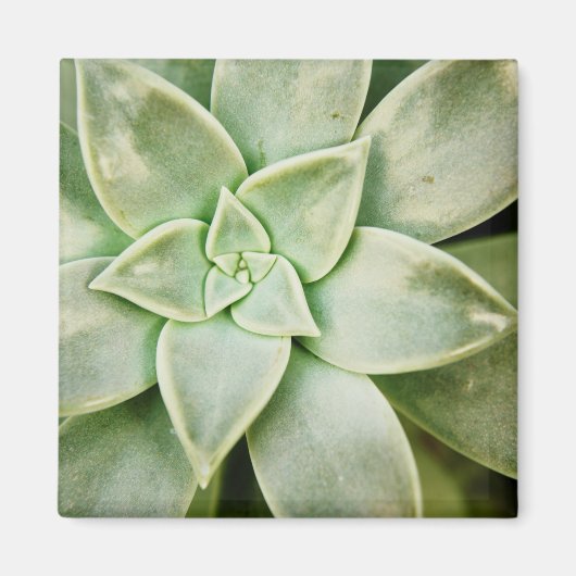 Lente Succulent Magneet (Voorkant)