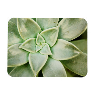 Lente Succulent Magneet