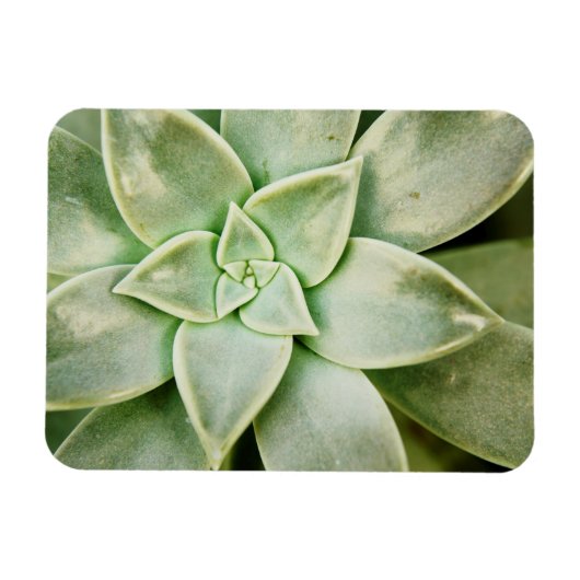 Lente Succulent Magneet (Horizontaal)