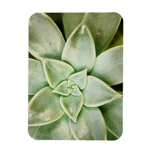 Lente Succulent Magneet (Verticaal)