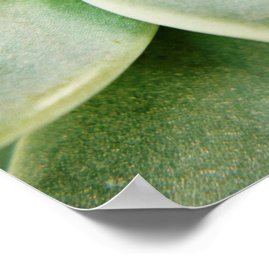 Lente Succulent Poster (Hoek)