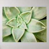 Lente Succulent Poster (Voorkant)