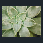 Lente Succulent Puzzel<br><div class="desc">"Spring Succulent I" van Jason Johnson. Met een sonde van een succulent.</div>