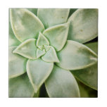 Lente Succulent Tegeltje<br><div class="desc">"Spring Succulent I" van Jason Johnson. Met een sonde van een succulent.</div>