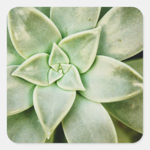 Lente Succulent Vierkante Sticker