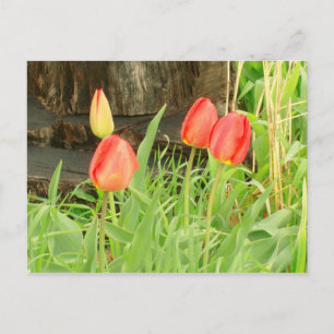 Lente Tijd 2 Briefkaart
