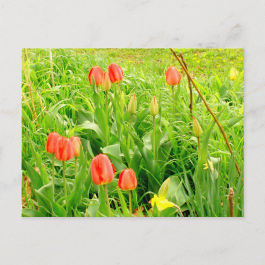 Lente Tijd 3 Briefkaart (Voorkant)