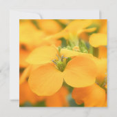 Lente tuin - Cheiranthus allionii Kaart (Achterkant)
