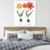 Lente Tulp Bloemen door Basilius Besler Canvas Afdruk (Insitu (Slaapkamer))