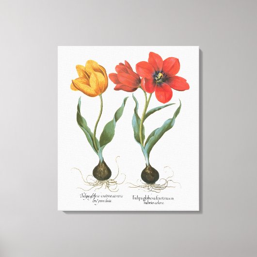 Lente Tulp Bloemen door Basilius Besler Canvas Afdruk (Voorkant)