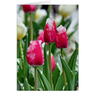 Lente Tulpen in de sneeuw