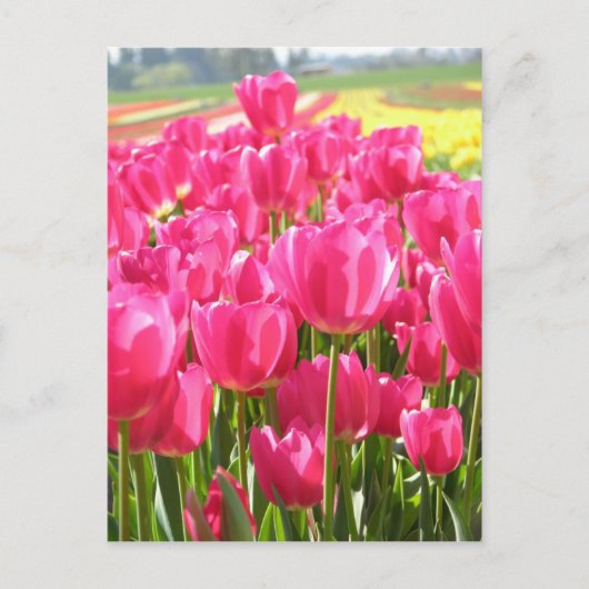 Lente Tulpen in Oregon Briefkaart (Voorkant)