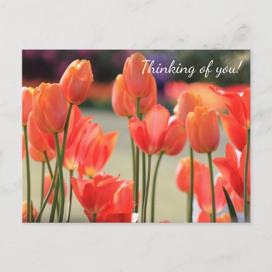 Lente Tulps 'Denking of you!' Briefkaart (Voorkant)