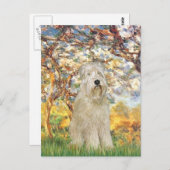 Lente - Wheaten Terrier 7 Briefkaart (Voorkant / Achterkant)