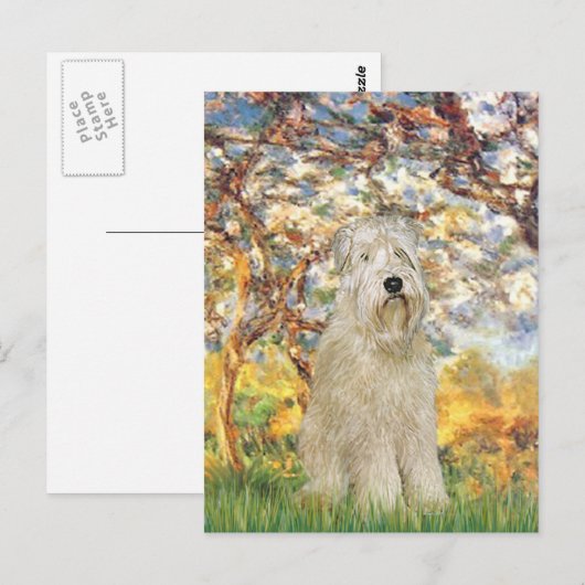 Lente - Wheaten Terrier 7 Briefkaart (Voorkant / Achterkant)