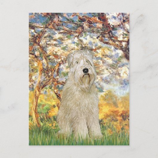 Lente - Wheaten Terrier 7 Briefkaart (Voorkant)