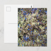 LENTE WILG BRIEFKAART (Voorkant / Achterkant)