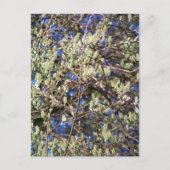 LENTE WILG BRIEFKAART (Voorkant)