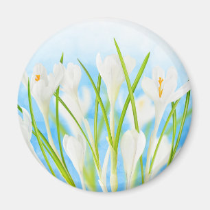 Lente (witte krokussen) magneet