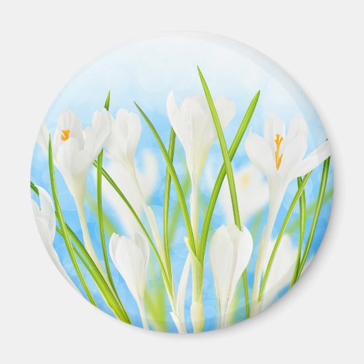 Lente (witte krokussen) magneet (Voorkant)