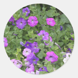 Lente Zomer Bloemig Paarse Petunia Bloemen Decorat Ronde Sticker