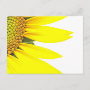Lente zonnebloemen briefkaart