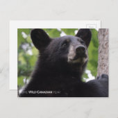 Lente - zwart Beer Briefkaart (Voorkant / Achterkant)