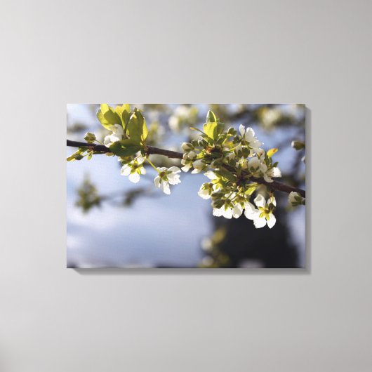 lentebloeitak witte kersen canvas afdruk (Voorkant)