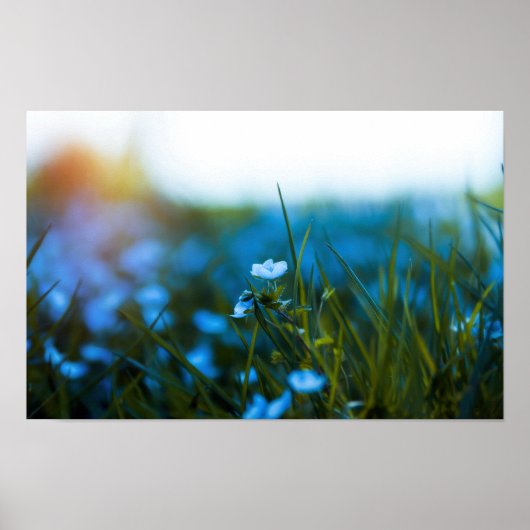 Lentebloemen in het veld poster (Voorkant)