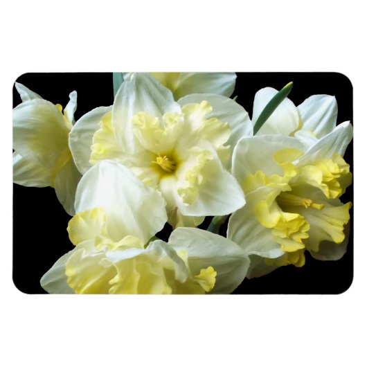 Lentebloemen witte gele narcissen magneet (Horizontaal)