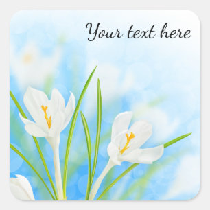 Lentebloemen (witte krokus) vierkante sticker