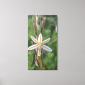 Lentebloemen Zuid-Afrika Canvasprint Canvas Afdruk (Voorkant)