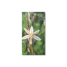 Lentebloemen Zuid-Afrika Canvasprint