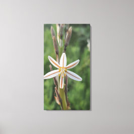 Lentebloemen Zuid-Afrika Canvasprint Canvas Afdruk
