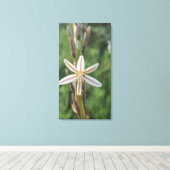 Lentebloemen Zuid-Afrika Canvasprint Canvas Afdruk (Insitu (Houten vloer))