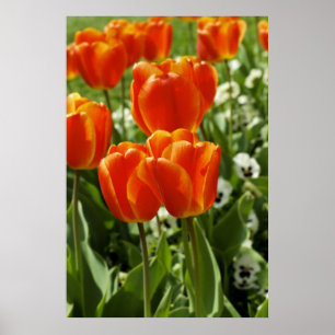 Lentebloementuin Poster